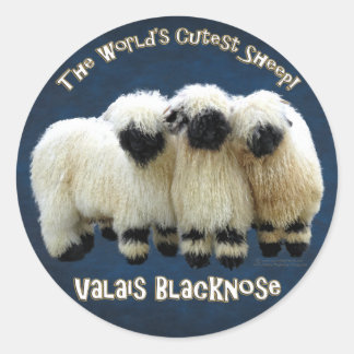 Valais Blacknose - O melhor adesivo de ovelha do m