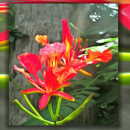 Vallarta Flaming Beauty 1583 Art Impressão