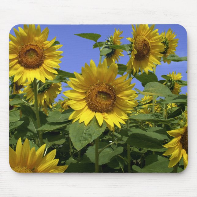 Van Gogh em Provence Mousepad (Frente)