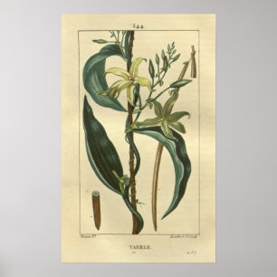 VANILLE, Vanilla Plant Impressão