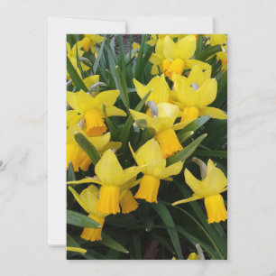 Vazio Daffodils in a Canada Floral Card