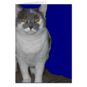 ~ vazio do cartão do gatinho do ~