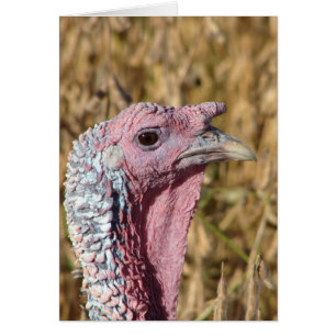 Vazio Tommy Turquia - Cartão de Saudação de Oca