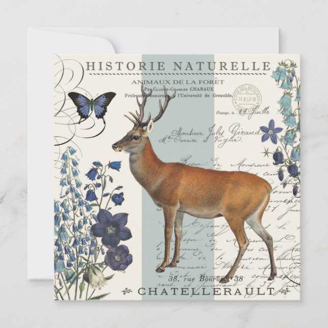 veado-da-índia (Frente)