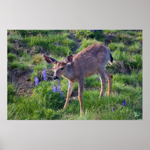 Veado das Montanhas e Impressão de Lupine