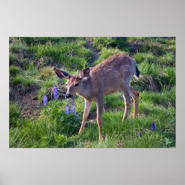 Veado das Montanhas e Impressão de Lupine (Frente)