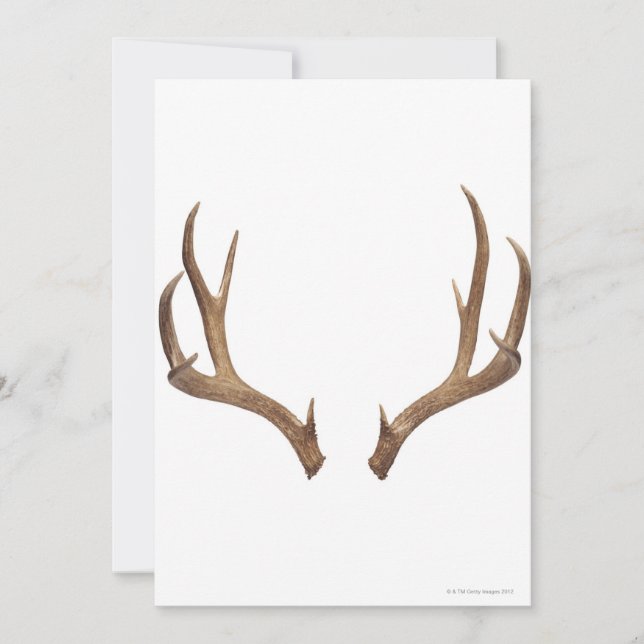 Veado De Dez Pontos (Frente)