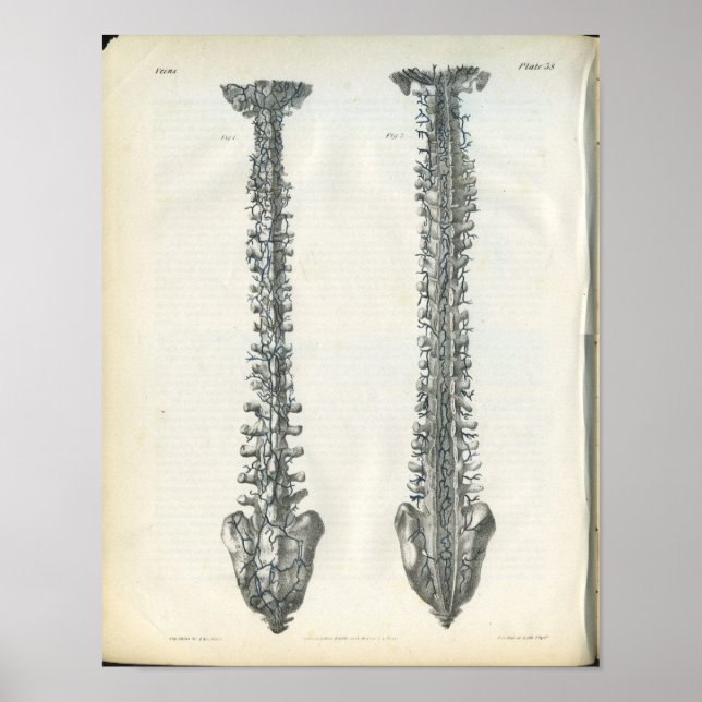 Veias da Anatomia da Espinha Impressão (Frente)