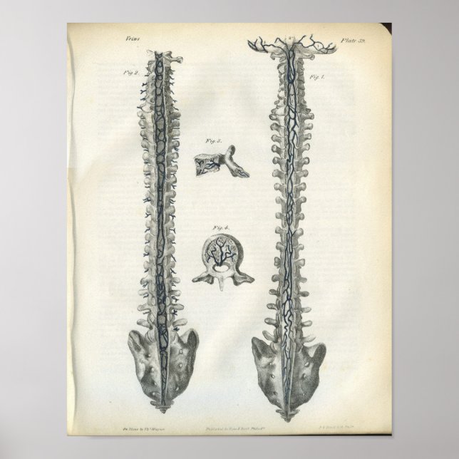 Veias da Anatomia da Espinha Impressão (Frente)