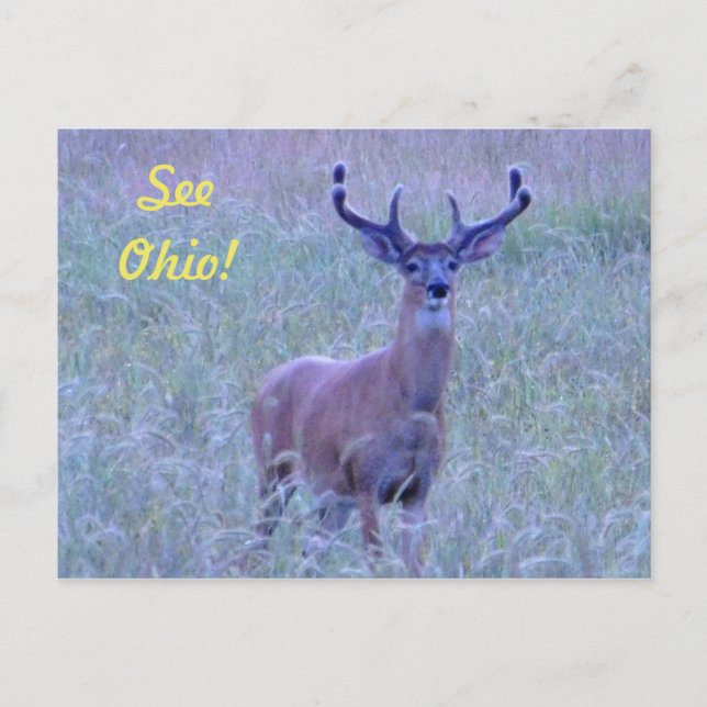 Veja Ohio! Cartão postal (Whitetail Buck) (Frente)