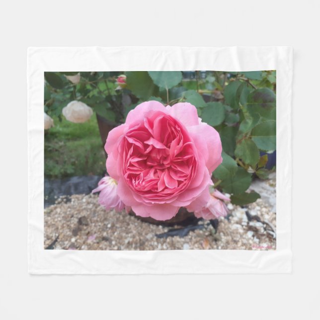 Velo Cobertor de Fleece Floral Rosa Country Rose  (Frente (Horizontal))