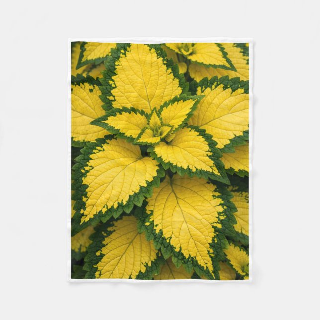 Velo Folhas de Coleus Amarelo ADOM Cobertor de Planta (Frente)