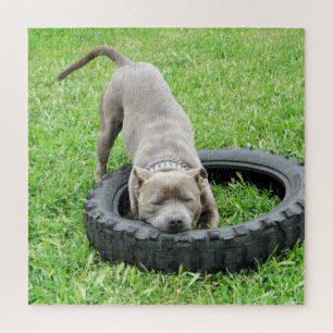 Venha Tocar Staffy, Quebra-cabeça de Jigserra