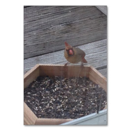 Verbos Comendo Sentado Robin Bird Lendo cartões