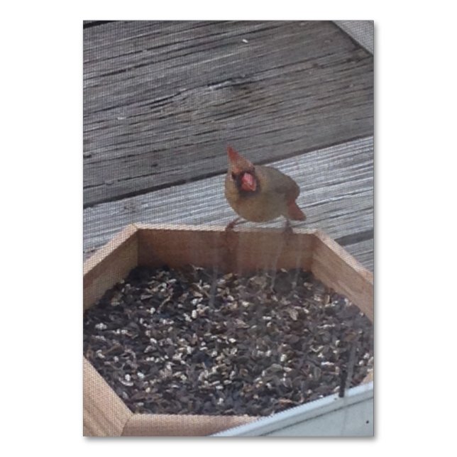 Verbos Comendo Sentado Robin Bird Lendo cartões (Frente)