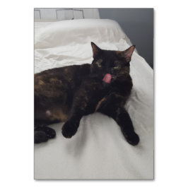 Verbos lamber cartões de leitura de gatos adultos