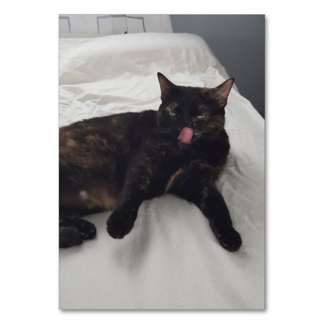 Verbos lamber cartões de leitura de gatos adultos (Frente)