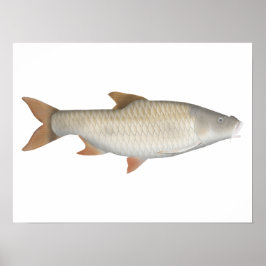 Verdadeiro poster tetra em grande escala