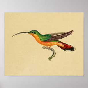 Verde 1830 vermelho do impressão do colibri do