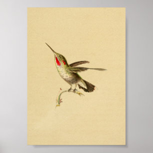Vermelho 1830 do impressão do colibri do vintage