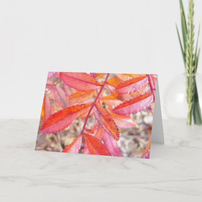 Vermelho & cartão alaranjado das folhas - costa da (Frente)