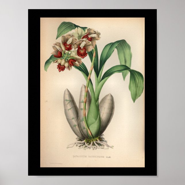 Vermelho De Impressão De Flor Orquídea 1860 Vintag (Frente)