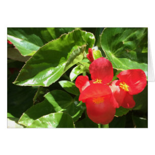 Vermelho no verde, cartão da flor