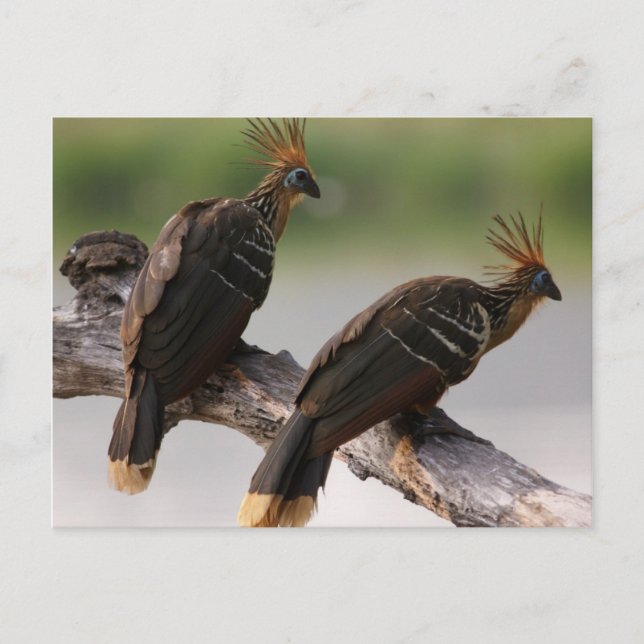 Viagem coletando cartão postal 10 (Frente)