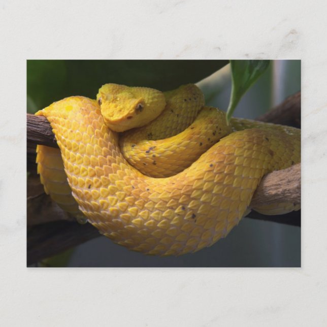 Viagem coletor de cartão postal 2 (Frente)