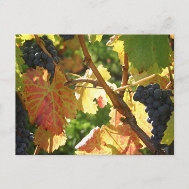 Viagem coletor de cartão postal 65 (Frente)