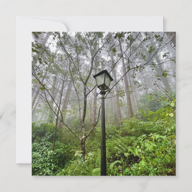 Víberes portugueses (Frente)