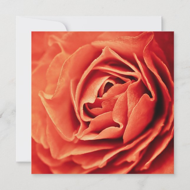 vida cor-de-rosa (Frente)