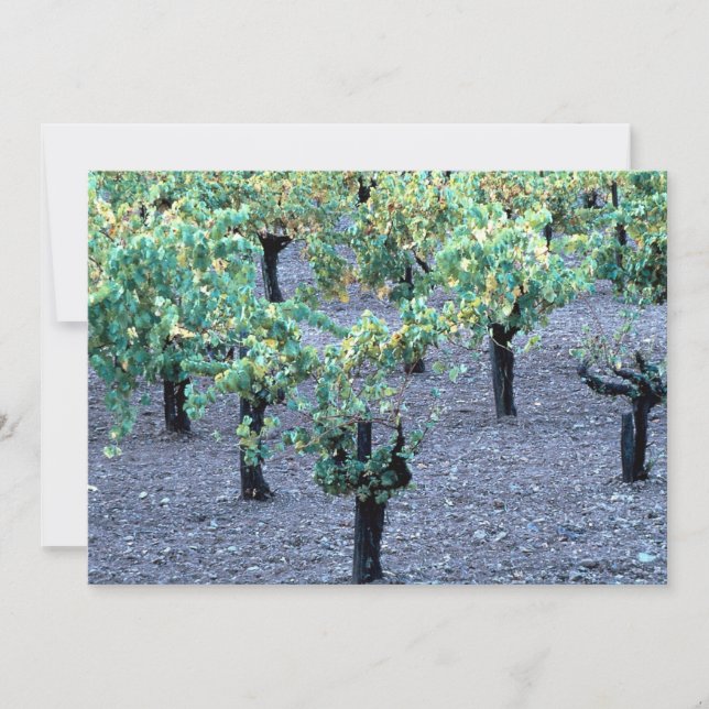 Vineyard, Napa Valley, Califórnia, da Floresta (Frente)