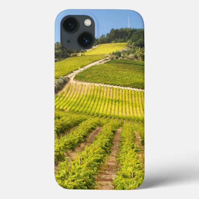 Vineyard, Stellenbosch, Western Cape (Verso)