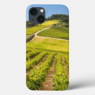 Vineyard, Stellenbosch, Western Cape