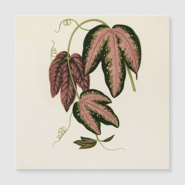 Vinha de Passão de três cores (Passiflora Trifasci (Frente)