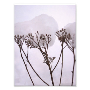 Vinha, Plantas na Foto Profissional de Neve