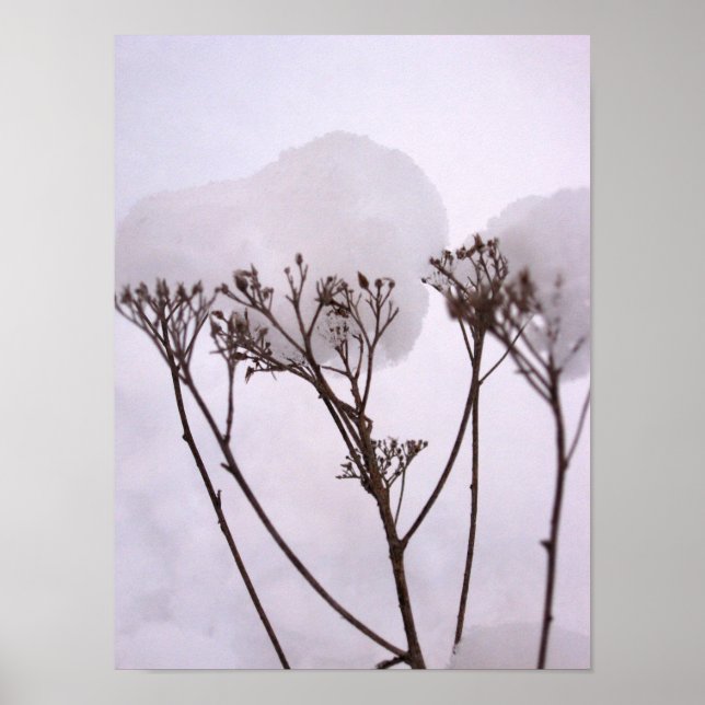 Vinha, Plantas no papel Poster de valor da neve (Frente)