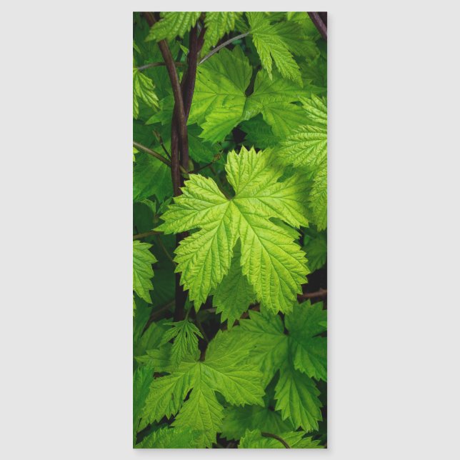 Vinhas verdes (Frente)