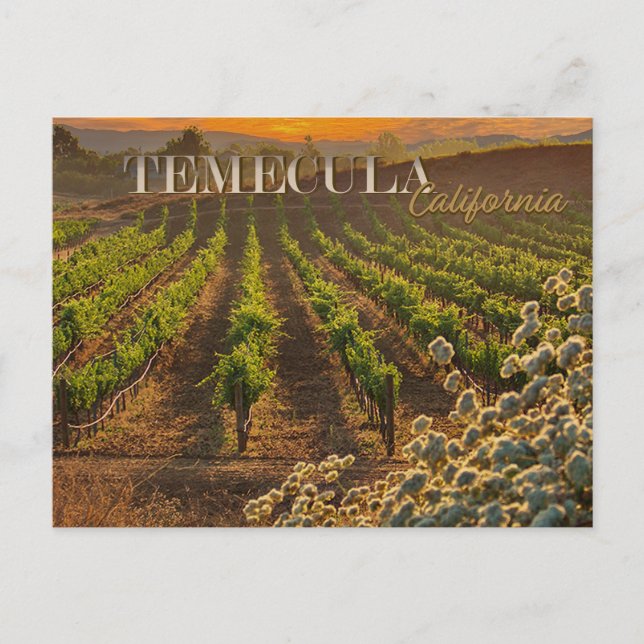 Vinho Temecula País Cartão postal Vinha (Frente)