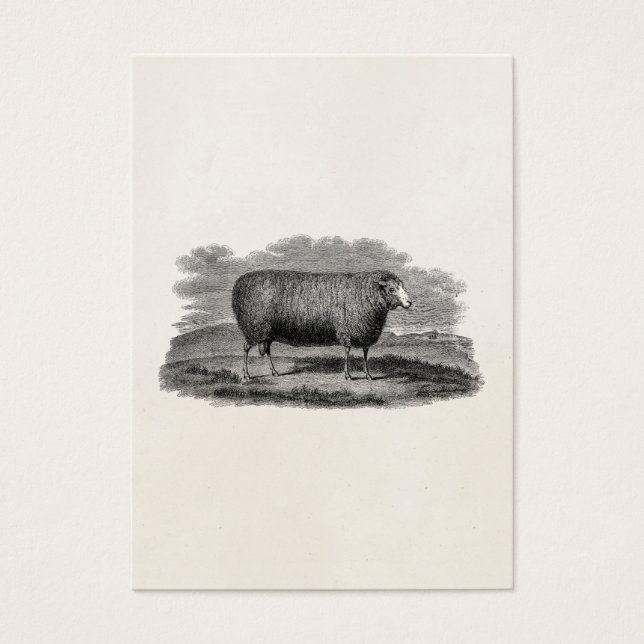 Vintage 1800s Ovelha Ilustração Lã Retroativa (Frente)
