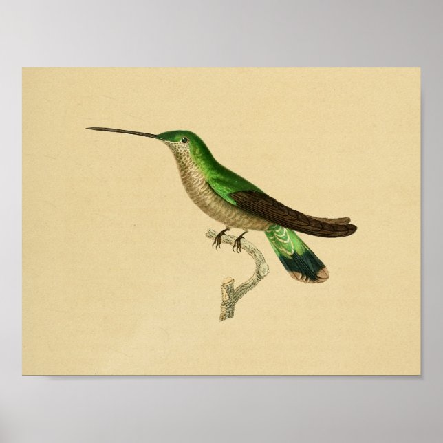 Vintage 1830 Hummingbird Impressão Verde Azul (Frente)