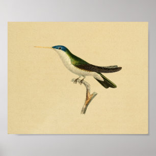 Vintage 1830 Hummingbird Impressão Verde Azul