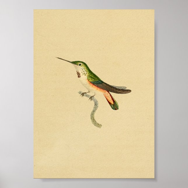 Vintage 1830 Hummingbird Impressão Verde Laranja (Frente)