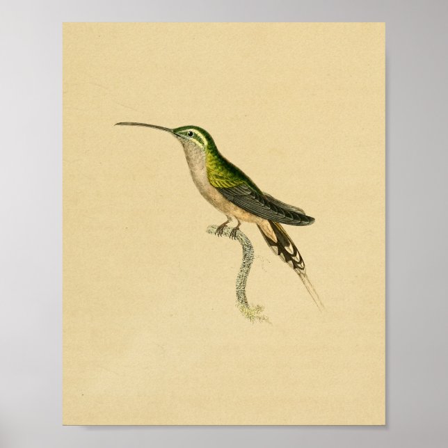 Vintage 1830 Hummingbird Impressão Verde Preto (Frente)