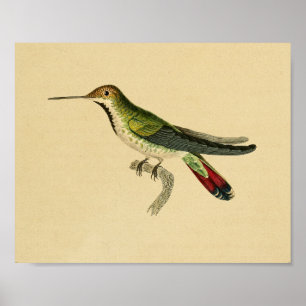 Vintage 1830 Hummingbird Impressão Vermelho Verde