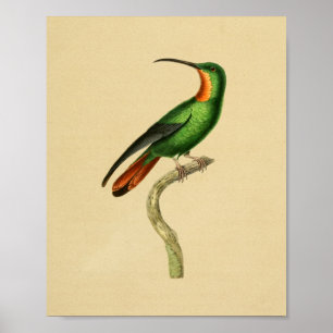 Vintage 1830 Impressão de Hummingbird Vermelho Ve