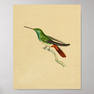 Vintage 1830 Impressão de Hummingbird Vermelho Ve
