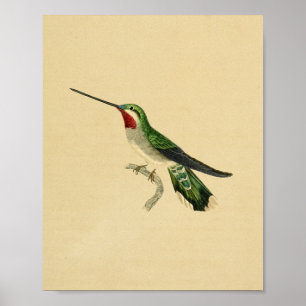 Vintage 1830 Impressão de Hummingbird Vermelho Ve