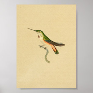 Vintage 1830 Impressão Verde